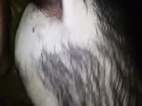 Dog anal sex with a huge cock